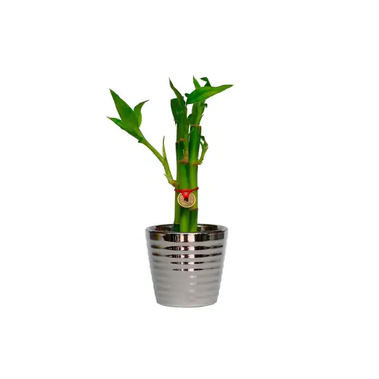 Planta Natural Lucky Bambú